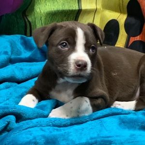 Meet your Posher, Lilli